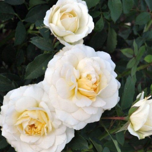 Rosier arbustif 'Reminiscent Crema' PW - 2g