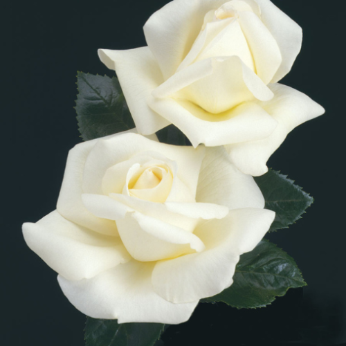 Rosier 'Home & Family' - White' -3g