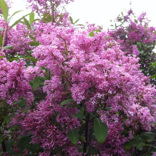 Syringa x prestoniae 'James McFarlane'