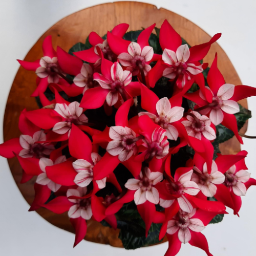 Cyclamen Djix - Couleurs assortis - 4.5"