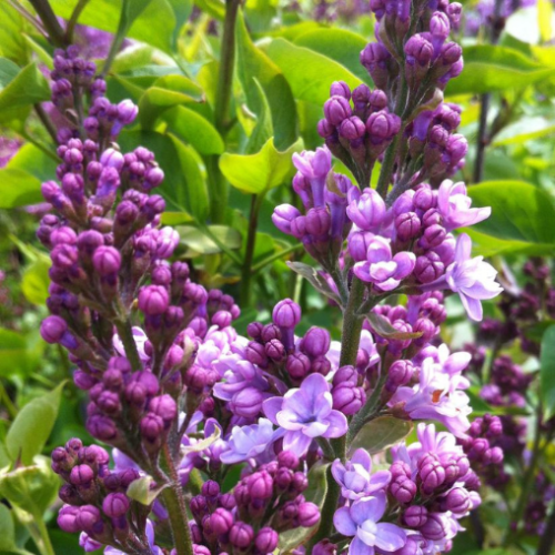 Syringa x vulgaris 'Edward J. Gardner' - 125cm