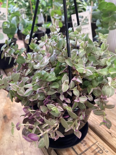 Callisia repens 'Rosita'