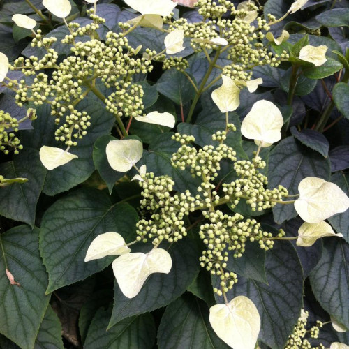 Schizophragma 'Moonlight' 
