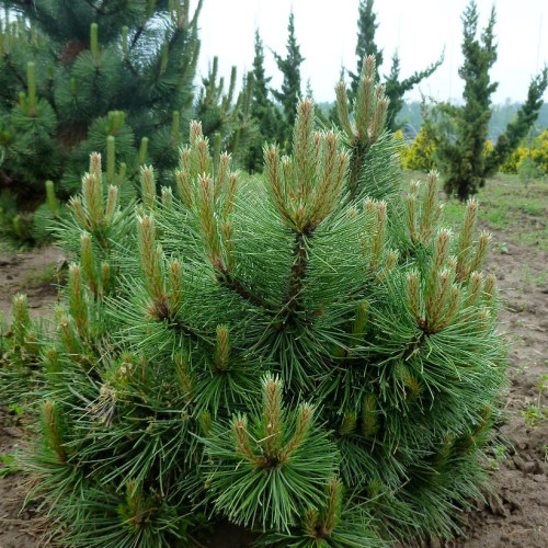 Pinus nigra 'Hornibrookiana' - 40-50cm