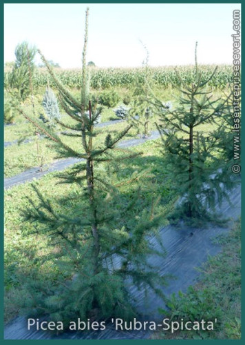 Picea abies 'Rubra-Spicata'