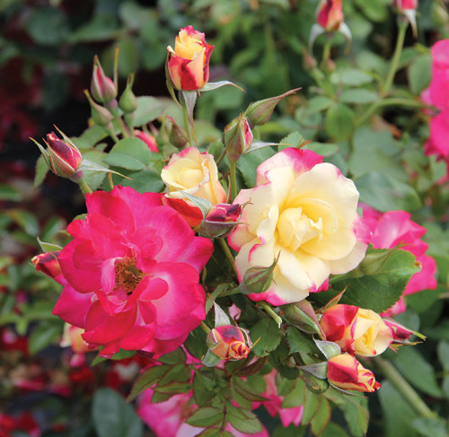 Rosier arbustif 'Campfire'