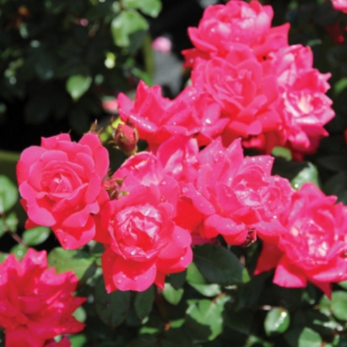 Rosier arbustif 'Double Knock Out' 