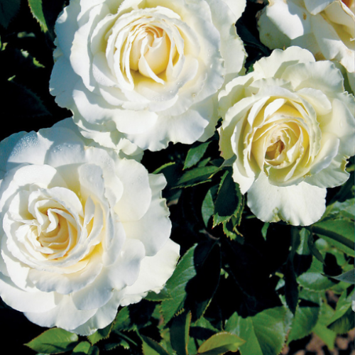 Rosier grimpant 'White Dawn' - 3g