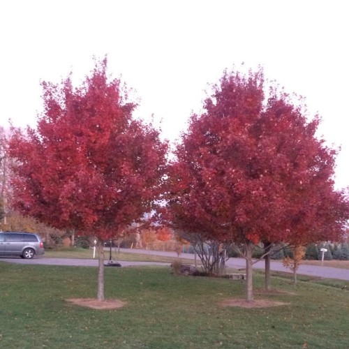Acer rubrum 'Brandywine' 