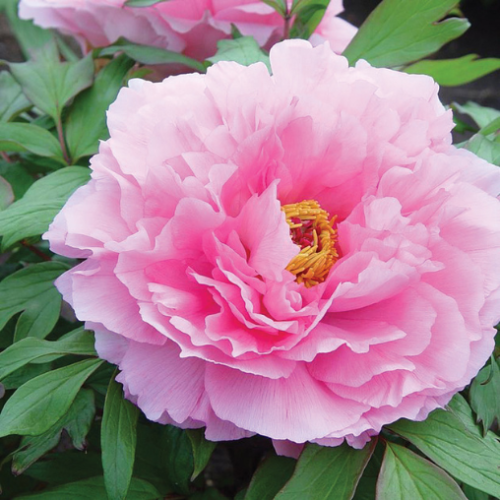 Paeonia suffruticosa 'Rou fu rong' - 2g