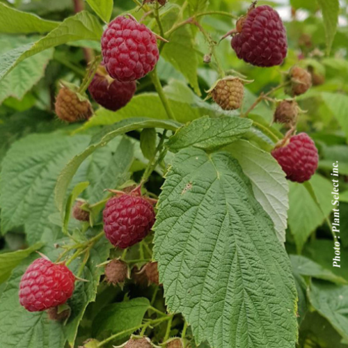 Framboisier 'Heritage' - 2g