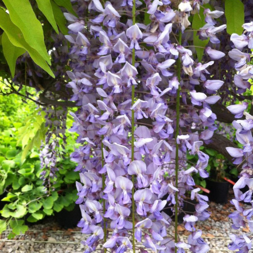 Wisteria 'Summer cascade' - Glycine