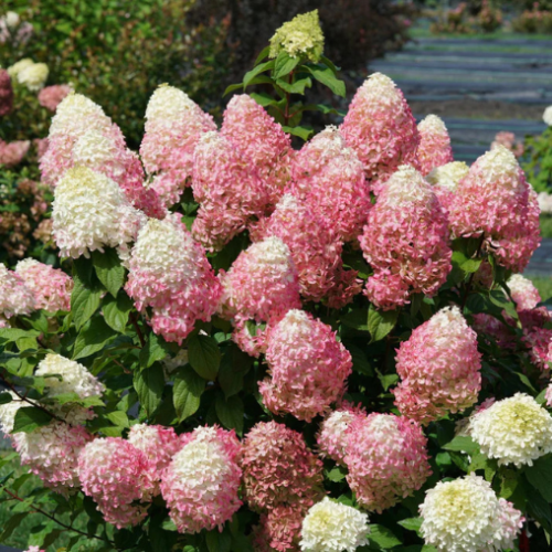 Hydrangea paniculata 'Quick Fire Fab' 