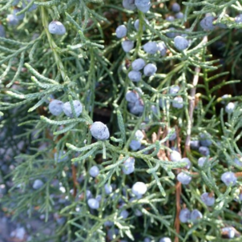 Juniperus virginiana 'Grey owl'