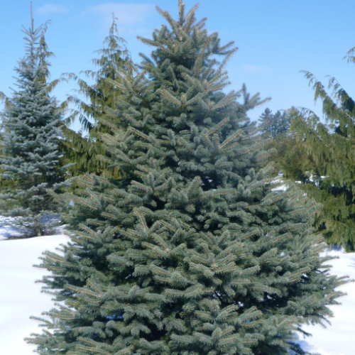 Picea pungens var. 'Glauca'