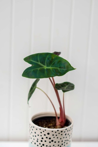 Alocasia baginda 'Pink Dragon'