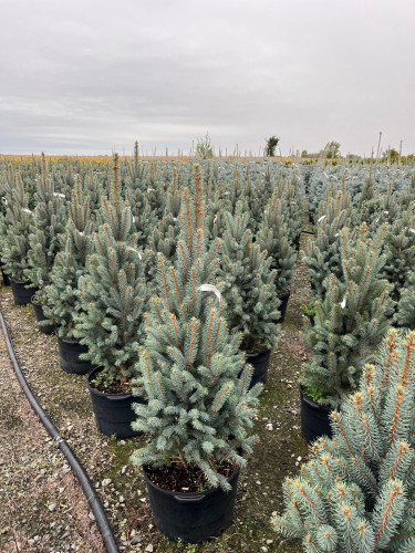 Picea pungens 'Iseli Fastigiata'