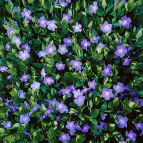 Vinca minor 'Bowles Variety'