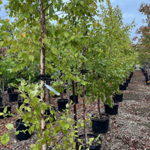 Betula tianshanica 'Emerald Flare' - 30mm
