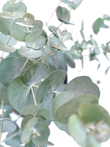 Eucalyptus 'Glacier' - Eucalyptus gunnii