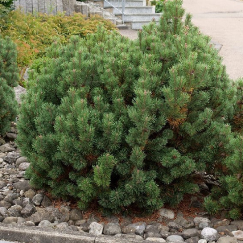 Pinus mugo 'Mughus'