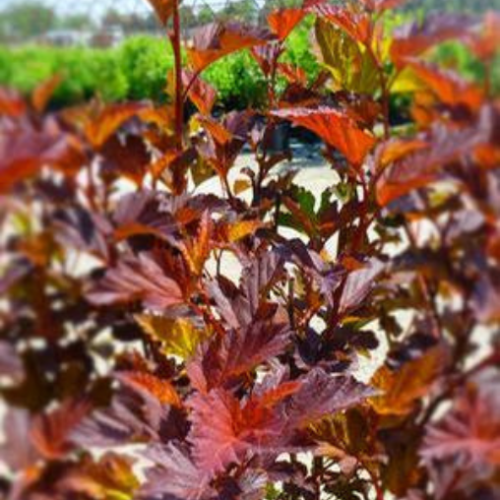 Physocarpus opulifolius 'Center Glow' - 2g