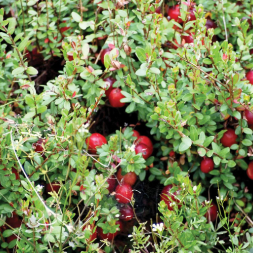 Vaccinium macrocarpon 'Stevens' - 1g