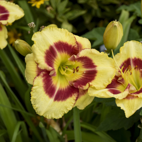 Hemerocallis 'Monterrey Jack' - 1g