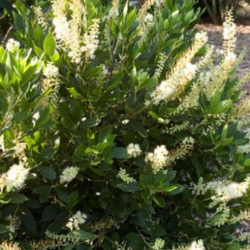 Clethra alnifolia 'Hummingbird' - 2g