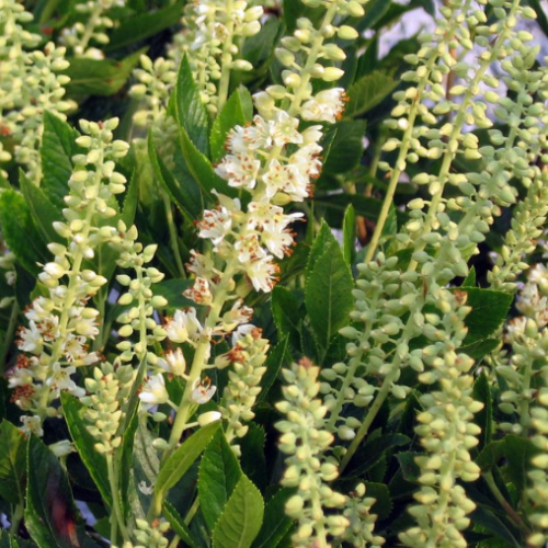 Clethra alnifolia 'Sixteen Candles' - 2g