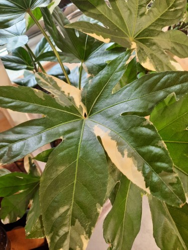 Fatsia japonica 'Variegata' - Faux Aralia Panaché