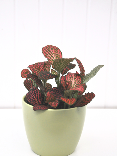 Fittonia verschaffeltii 'Pink'