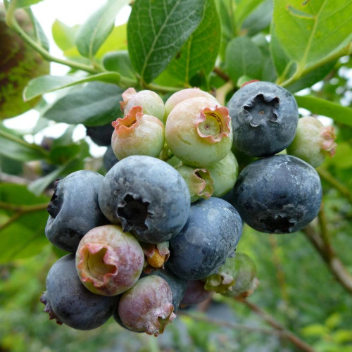 Bleuet 'Northland' - BIO - 2g