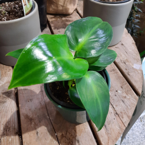 Philodendron 'Bogner' - 4"