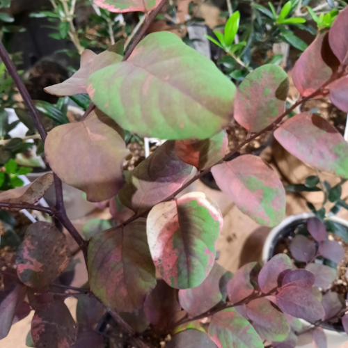 Breynia 'roseo-picta' - 6"