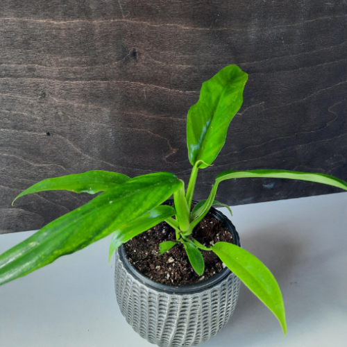 Philodendron elegans 'k.krause' - 4"
