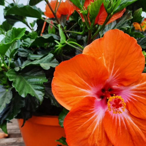Panier suspendu Hibiscus 