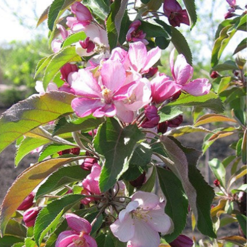 Malus 'Emerald Spire'