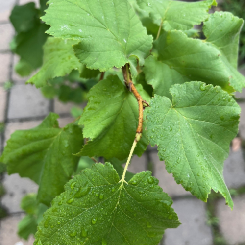 Corylus colurna