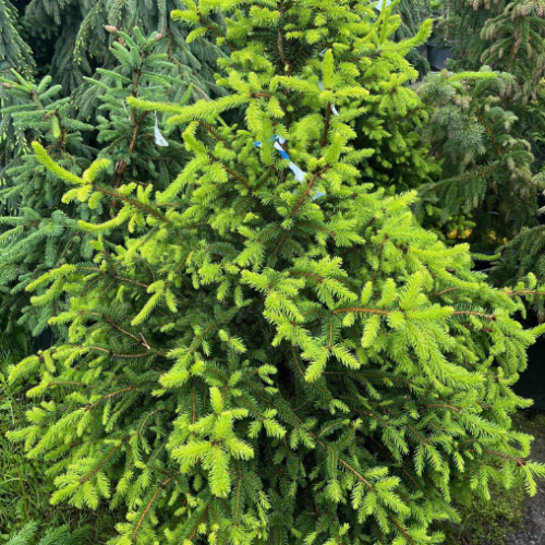 Picea abies 'Sherwood Compact' - 10g