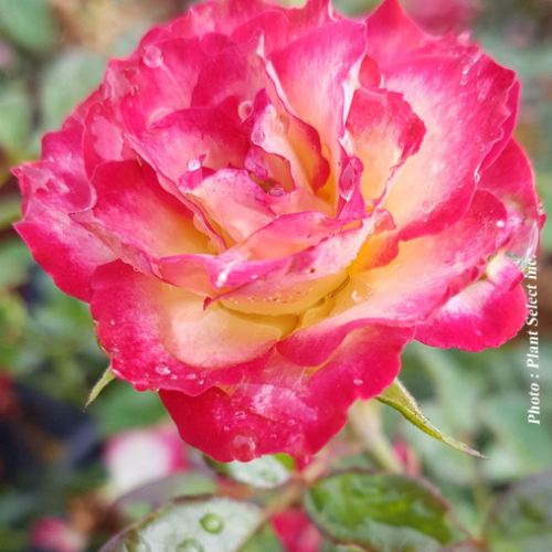 Rosier arbustif 'Never Alone'