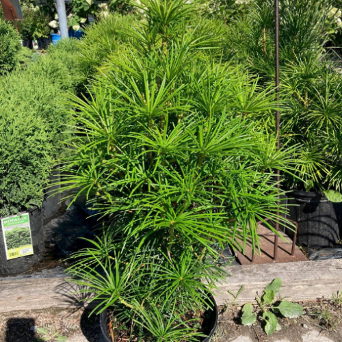 Sciadoipitys verticillata