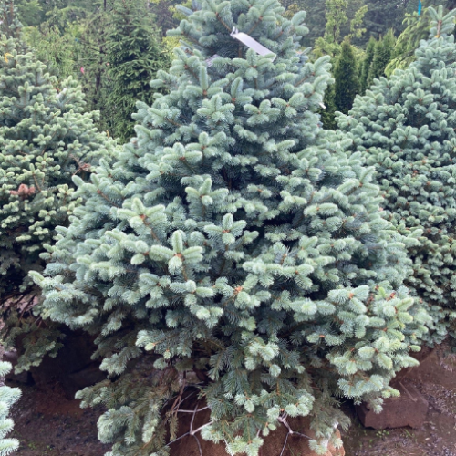 Abies lasiocarpa 'Glauca Compacta' 