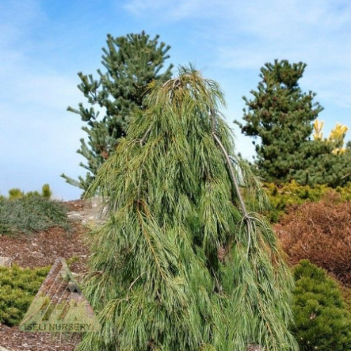 Pinus strobus 'Angel Falls' 