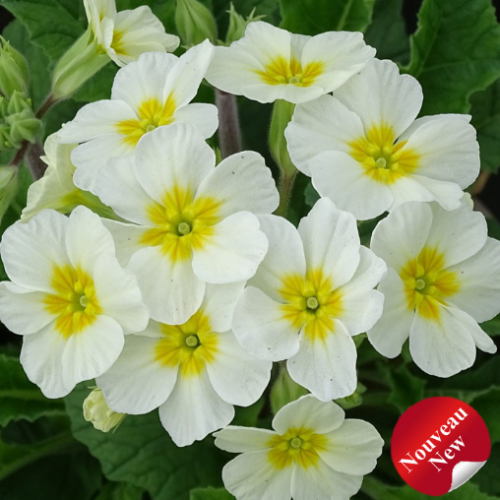 Primula 'Oakleaf White' - 1g