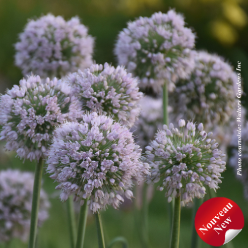 Allium 'Bobblehead'