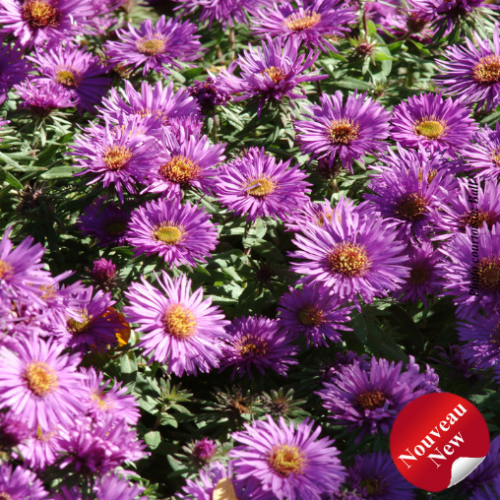 Aster 'Purple Dome' - 1g