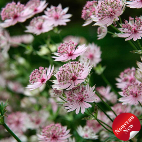 Astrantia major Buckland'