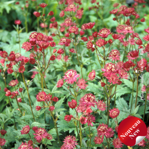 Astrantia major 'Hadspen Blood'
