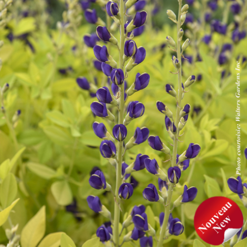 Baptisia 'Golden Anniversary' -1g